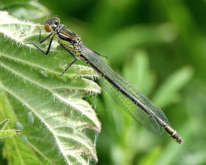 red-eyed damselfly